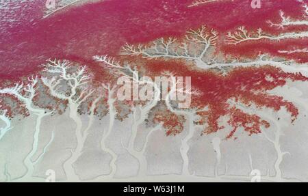 Vue aérienne de l'Liaohekou Honghaitan ou Plage Rouge National Marine Park ressemblant à des vaisseaux sanguins dans le comté de Dawa, Huizhou city, au nord-est de la Chine Liao Banque D'Images