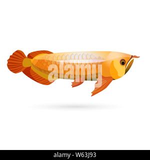 Arowana poissons osseux d'eau douce connu comme bonytongues isolated on white Illustration de Vecteur