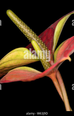 Libre d'une rouge Anthurium andreanum 'Sweet Dream' sur fond noir montrant les détails fins Banque D'Images