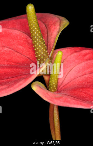 Libre d'une rouge Anthurium andreanum 'Sweet Dream' sur fond noir montrant les détails fins Banque D'Images