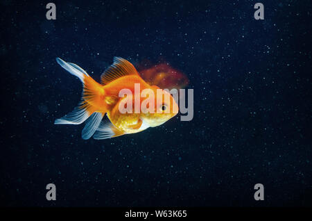 Nature beaux poissons Poissons rouges contre le fond sombre Banque D'Images