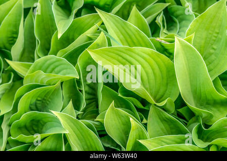 Groupe de feuilles vertes de l'Hosta plante. Banque D'Images