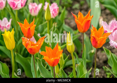 Groupe des belles tulipes multicolores dans un jardin. Banque D'Images