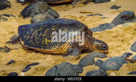 Longueur totale de tir Hawaiian tortue de mer verte posée sur la plage. Banque D'Images