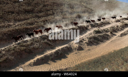 Un grand troupeau de moutons et de bovins passer à un pâturage d'automne au cours d'une migration du bétail en saison dans la ville de Yining, préfecture autonome Kazakh de SG, ni Banque D'Images