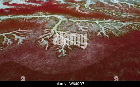 Vue aérienne de l'Liaohekou Honghaitan ou Plage Rouge National Marine Park ressemblant à des vaisseaux sanguins dans le comté de Dawa, Huizhou city, au nord-est de la Chine Liao Banque D'Images