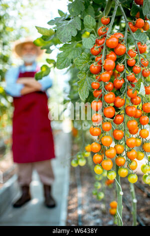 Belle branche avec des tomates cerises dans le contexte compétitif avec des cadres supérieurs d'agronome sur l'arrière-plan Banque D'Images