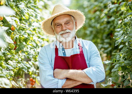 Portrait of a handsome man bien habillés de tomates cerises en croissance dans une serre bien équipée sur une petite ferme agricole. Concept d'une petite ag Banque D'Images