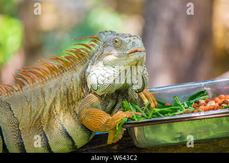 Manger des aliments dans un caméléon silver tray sur le bois. Banque D'Images