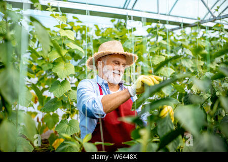 Man concombres, en reliant les branches jusqu'à la pépinière sur une petite ferme agricole. Concept d'une petite beauté et travail à retireme Banque D'Images