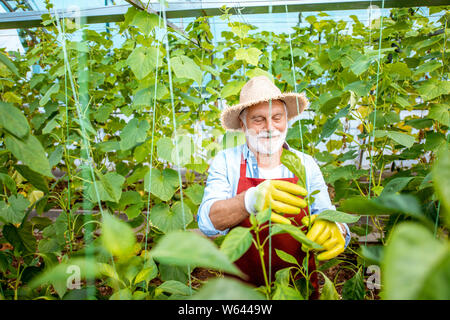 Man concombres, en reliant les branches jusqu'à la pépinière sur une petite ferme agricole. Concept d'une petite beauté et travail à retireme Banque D'Images