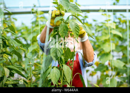 Man concombres, en reliant les branches jusqu'à la pépinière sur une petite ferme agricole. Concept d'une petite beauté et travail à retireme Banque D'Images