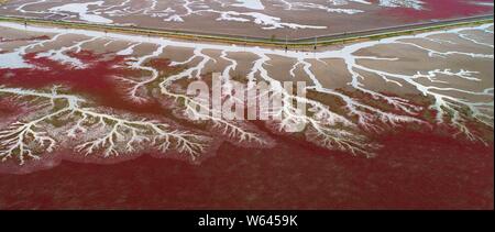 Vue aérienne de l'Liaohekou Honghaitan ou Plage Rouge National Marine Park ressemblant à des vaisseaux sanguins dans le comté de Dawa, Huizhou city, au nord-est de la Chine Liao Banque D'Images