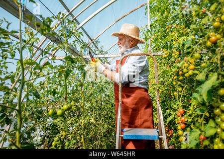 Man pruning branches, en prenant soin de la tomate plantation dans le contexte compétitif d'une petite ferme agricole. Concept d'une petite beauté et un travail Banque D'Images