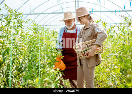 Jeune femme avec son grand-père d'arroser les tomates dans la serre chaude d'une petite ferme agricole. Concept d'une petite famille beauté Banque D'Images