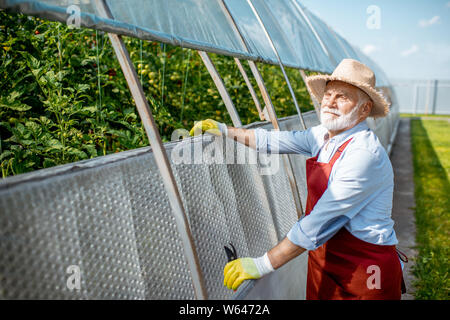 Portrait of a cheerful senior homme debout près de la serre avec plantation de tomate sur la ferme agricole. Concept d'une petite beauté et wo Banque D'Images