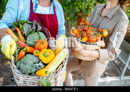 La tenue des paniers pleins de différents légumes fraîchement cueillis dans le contexte compétitif d'une exploitation agricole. Concept de saine alimentation et de moisson Banque D'Images