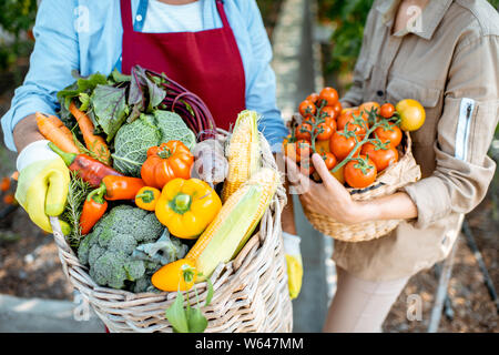 La tenue des paniers pleins de différents légumes fraîchement cueillis dans le contexte compétitif d'une exploitation agricole. Concept de saine alimentation et de moisson Banque D'Images