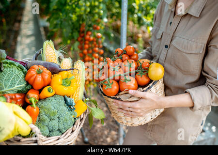 La tenue des paniers pleins de différents légumes fraîchement cueillis dans le contexte compétitif d'une exploitation agricole. Concept de saine alimentation et de moisson Banque D'Images