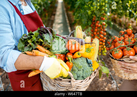 La tenue des paniers pleins de différents légumes fraîchement cueillis dans le contexte compétitif d'une exploitation agricole. Concept de saine alimentation et de moisson Banque D'Images