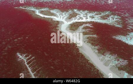 Vue aérienne de l'Liaohekou Honghaitan ou Plage Rouge National Marine Park ressemblant à des vaisseaux sanguins dans le comté de Dawa, Huizhou city, au nord-est de la Chine Liao Banque D'Images