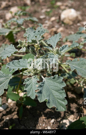 Chrozophora tinctoria plant close up Banque D'Images