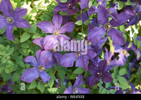 Clematis viticella fleur pourpre close up Banque D'Images