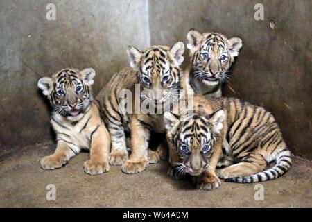 Tigres du Bengale, nouveau-nées par le tigre du Bengale Nan Nan, sont illustrés à la Zoo de Shanghai à Shanghai, Chine, 31 août 2018. Le Sha Banque D'Images