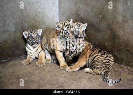 Tigres du Bengale, nouveau-nées par le tigre du Bengale Nan Nan, sont illustrés à la Zoo de Shanghai à Shanghai, Chine, 31 août 2018. Le Sha Banque D'Images