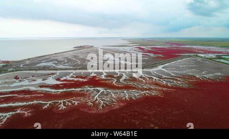 Vue aérienne de l'Liaohekou Honghaitan ou Plage Rouge National Marine Park ressemblant à des vaisseaux sanguins dans le comté de Dawa, Huizhou city, au nord-est de la Chine Liao Banque D'Images