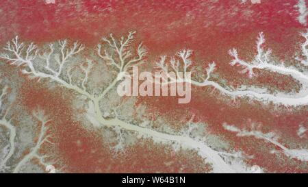 Vue aérienne de l'Liaohekou Honghaitan ou Plage Rouge National Marine Park ressemblant à des vaisseaux sanguins dans le comté de Dawa, Huizhou city, au nord-est de la Chine Liao Banque D'Images