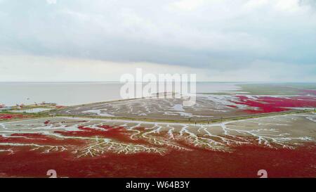 Vue aérienne de l'Liaohekou Honghaitan ou Plage Rouge National Marine Park ressemblant à des vaisseaux sanguins dans le comté de Dawa, Huizhou city, au nord-est de la Chine Liao Banque D'Images