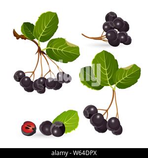 Branches de l'aronia avec des feuilles vertes sur fond blanc. Vecteur d'Chokeberries Illustration de Vecteur