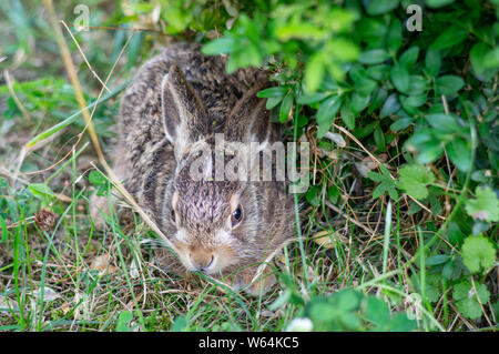 Les jeunes menacés hidding bébé lapin tremblent sous bush vert Banque D'Images