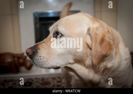 Chien labrador Golden headshot. Banque D'Images