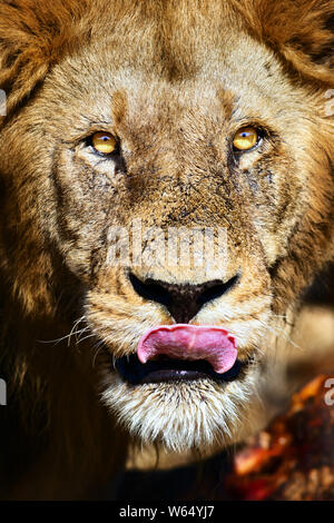 Close up portrait lion mâle avec son regard dans l'appareil photo, léchant ses lèvres après avoir mangé. Panthera leo. Le Parc National Kruger Banque D'Images