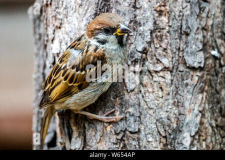 Jeune homme House, moineau assis sur un tronc d'arbre Banque D'Images