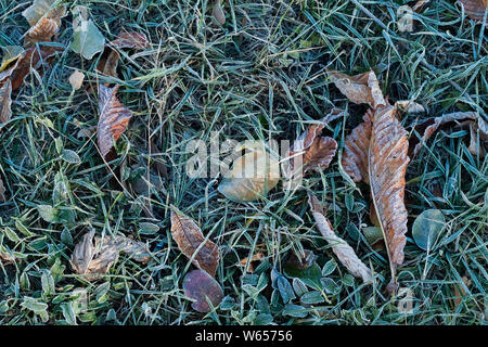 Givre sur l'herbe et des feuilles sèches Banque D'Images