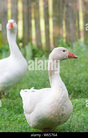 Les oies blanches sur champ d'herbe verte Banque D'Images