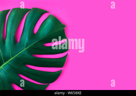 Une jungle tropicale Feuilles monstera isolé sur fond rose. Banque D'Images