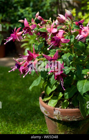 Gros plan sur la plante de fuchsia de brousse de Rivendell avec des fleurs violettes qui poussent dans un pot d'argile en été Angleterre Royaume-Uni GB Grande-Bretagne Banque D'Images