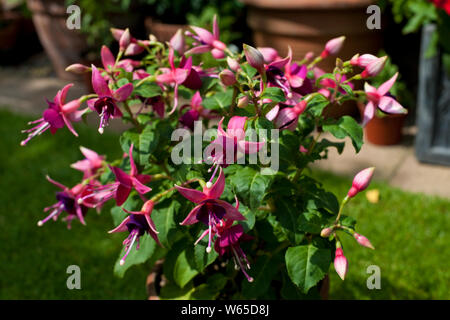 Gros plan sur la plante de fuchsia de brousse de Rivendell avec des fleurs violettes qui poussent dans un pot d'argile en été Angleterre Royaume-Uni GB Grande-Bretagne Banque D'Images