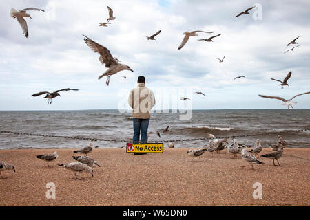 Blackpool, Lancashire, Royaume-Uni. 31 juillet 2019. Un homme se tient parmi les mouettes à la recherche de nourriture sur la promenade de Blackpool dans le Lancashire. Les Goélands argentés affligent souvent de nombreuses villes balnéaires le long de la côte britannique, Blackpool est particulièrement touché par les oiseaux qui s'en prennent au front de mer. Crédit : Cernan Elias/Alay Live News Banque D'Images