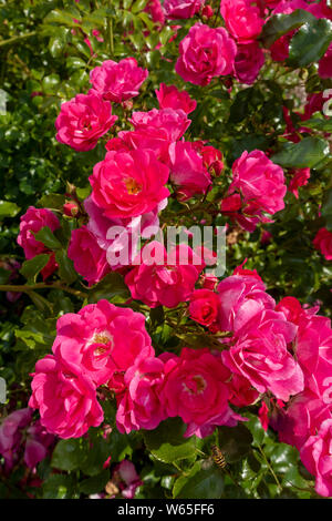 Gros plan roses roses 'Pink flower tapis' fleurs roses en été Angleterre Royaume-Uni Grande-Bretagne Banque D'Images