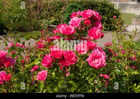 Roses 'tapis de fleur rose' fleurs rose rose se ferment dans le jardin d'été Angleterre Royaume-Uni GB Grande-Bretagne Banque D'Images