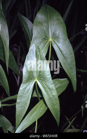 Arrowhead (Sagittaria sagittifolia commun) Banque D'Images