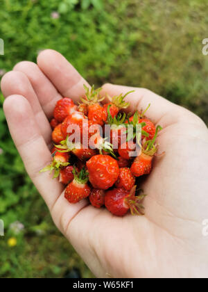 Fraises fraîches cueillies dans la paume de votre main. Banque D'Images