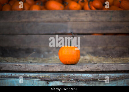 Une citrouille dans le vieux camion. Close up. Citrouille, Squash Harvest Banque D'Images