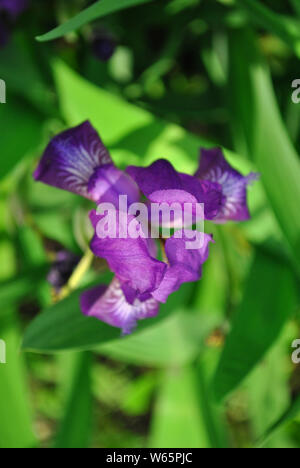 Iris mauve fleur qui s'épanouit, feuilles vertes fond flou vertical Banque D'Images