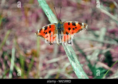 Aglais butterfly sitting on twig, soft floue fond gris vue supérieure Banque D'Images